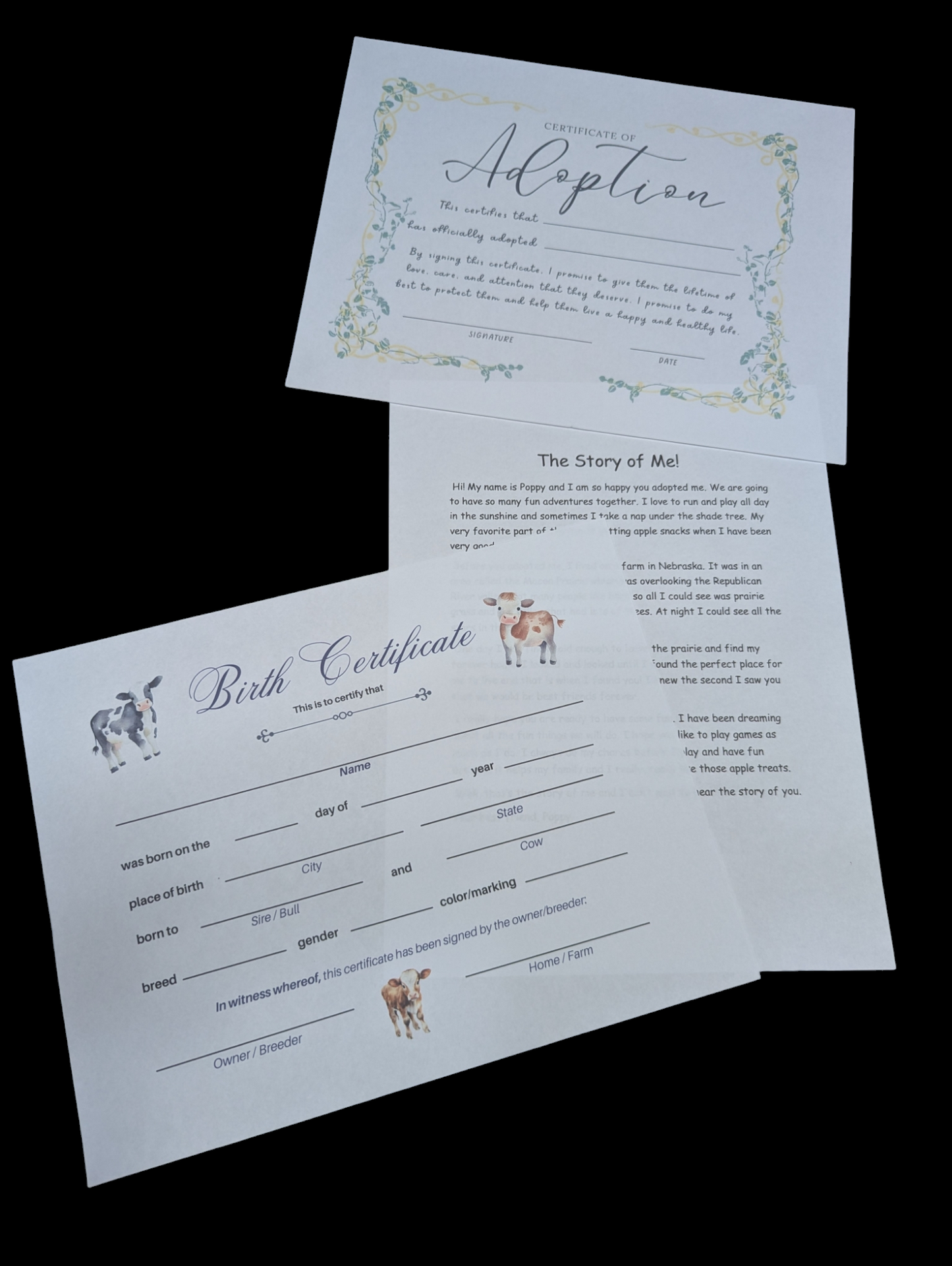 Adopt a Highland Cow