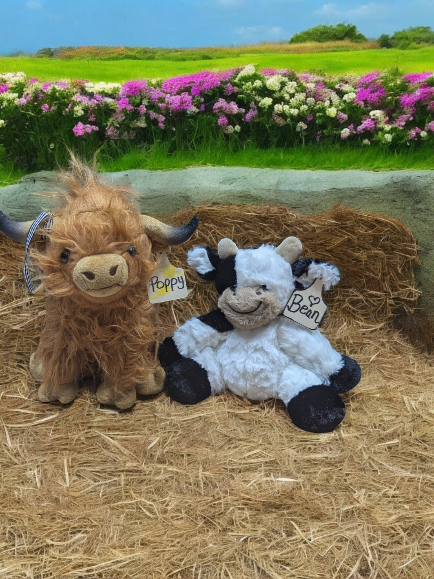 Adopt a Highland Cow